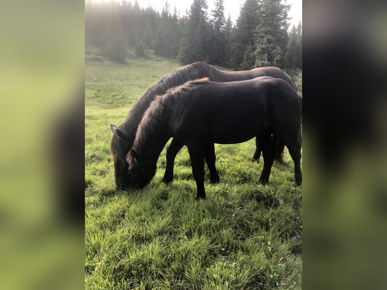 Noriker Stallion Foal (02/2024) Black in Gundersheim