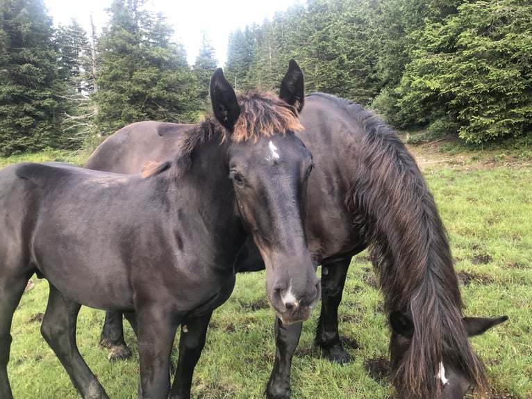 Noriker Stallion Foal (02/2024) Black in Gundersheim