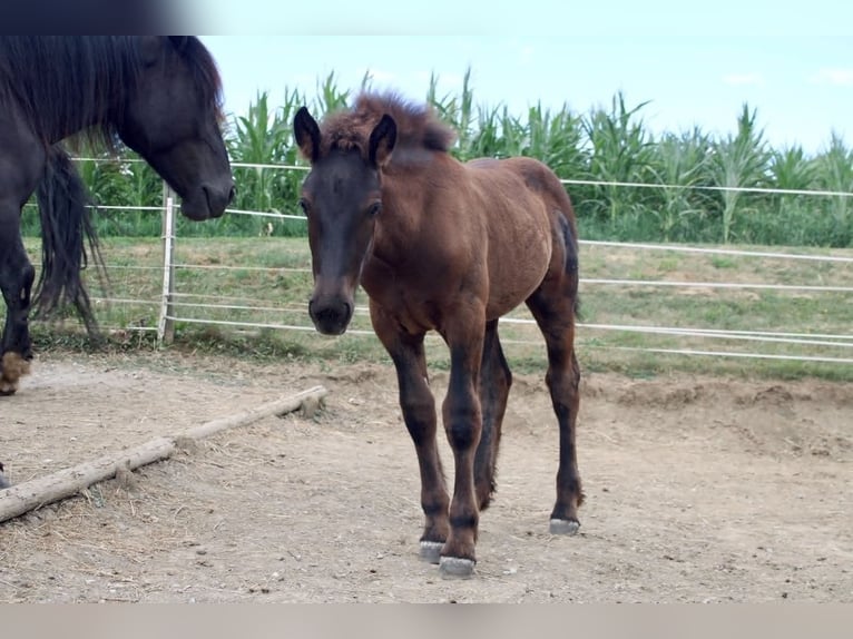 Noriker Stallion Foal (03/2026) Black in Stallhofen