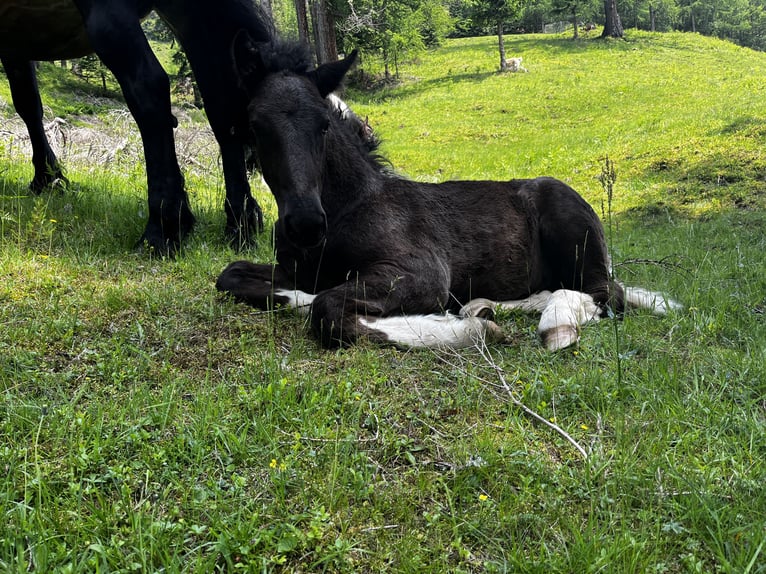 Noriker Stallion  Black in Rauris