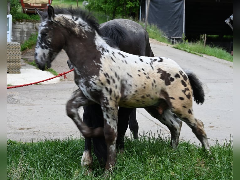 Noriker Stallion Foal (03/2025) in Klettgau