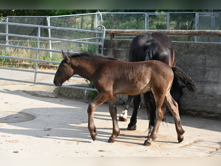 Noriker Stallion Foal (04/2026)  in Klettgau