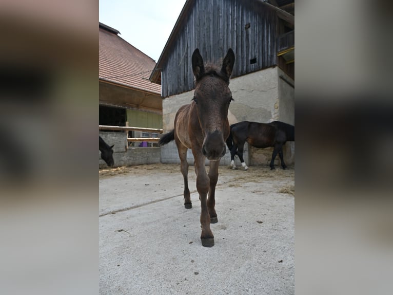 Noriker Stallion Foal (04/2026)  in Klettgau