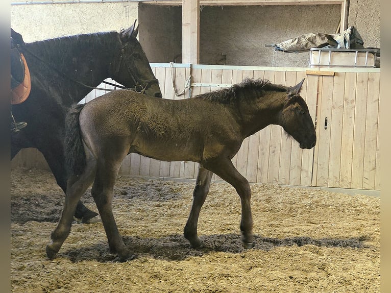 Noriker Stallion Foal (04/2026)  in Klettgau