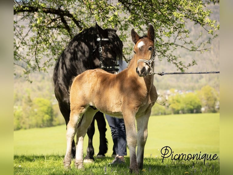 Noriker Stallion Foal (03/2024) Brown in Bad Ischl