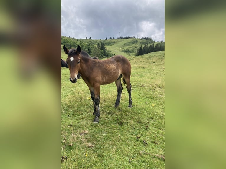 Noriker Stallion Foal (03/2024) Brown in Bad Ischl