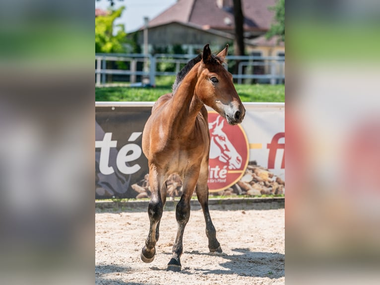 Noriker Stallion Foal (03/2025) Brown in Deutenham