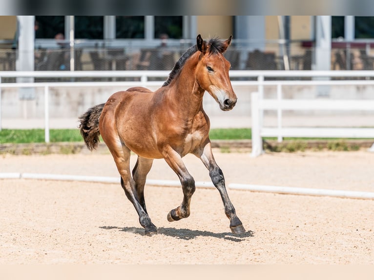 Noriker Stallion Foal (03/2025) Brown in Deutenham