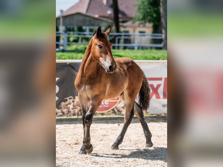 Noriker Stallion Foal (03/2025) Brown in Deutenham