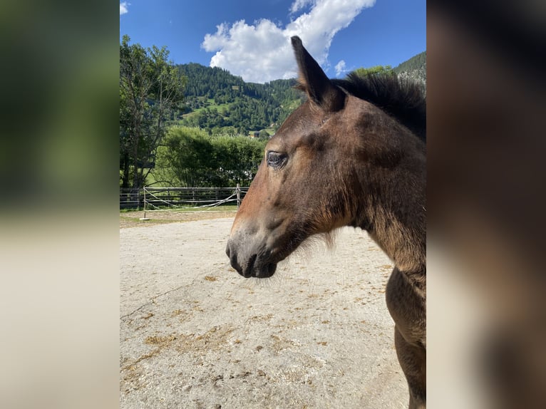 Noriker Stallion Foal (04/2025) Brown in Oberw&#xF6;lz