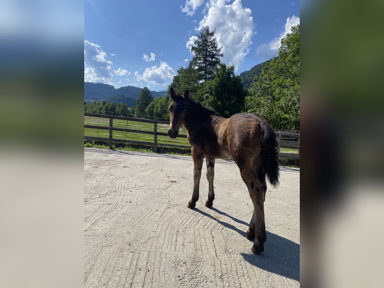 Noriker Stallion Foal (04/2025) Brown in Oberw&#xF6;lz