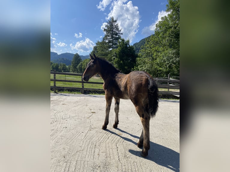 Noriker Stallion Foal (04/2025) Brown in Oberw&#xF6;lz