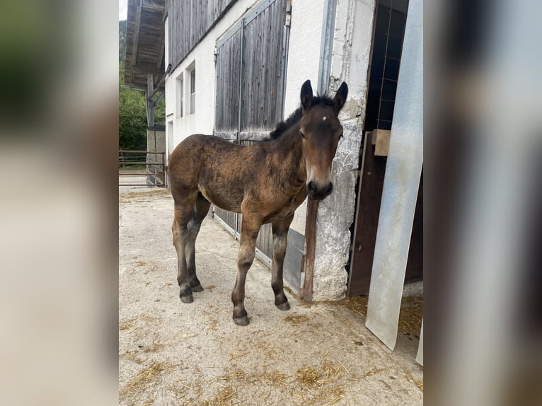 Noriker Stallion Foal (04/2025) Brown in Oberw&#xF6;lz