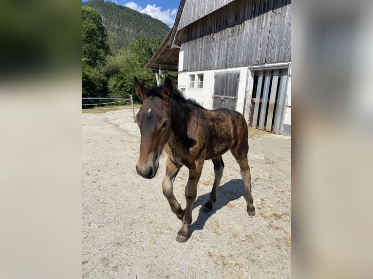 Noriker Stallion Foal (04/2025) Brown in Oberw&#xF6;lz