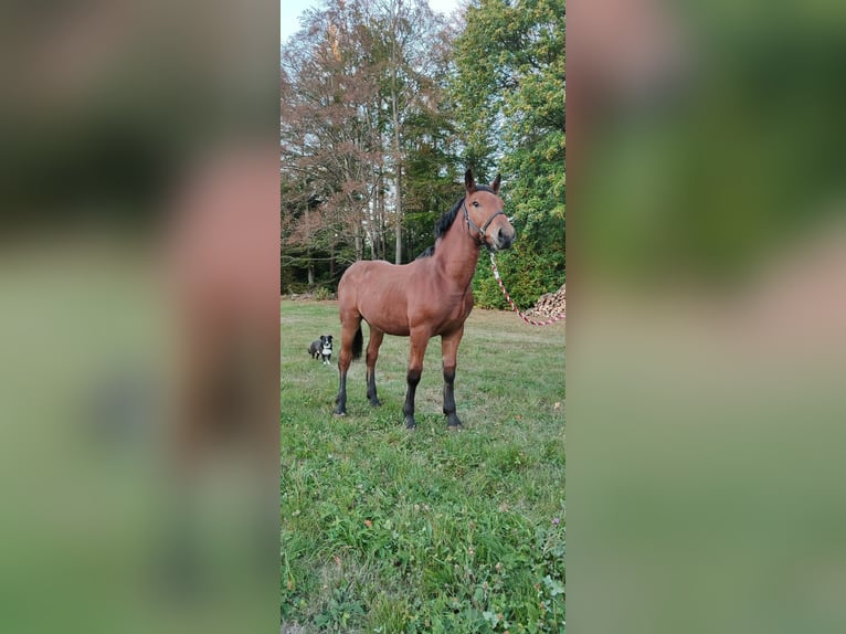 Noriker Stallion Foal (03/2026) Brown in Bad Herrenalb