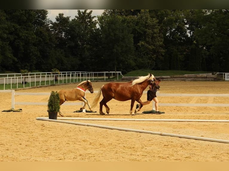 Noriker Stallion Foal (05/2024) Chestnut in Desselbrunn