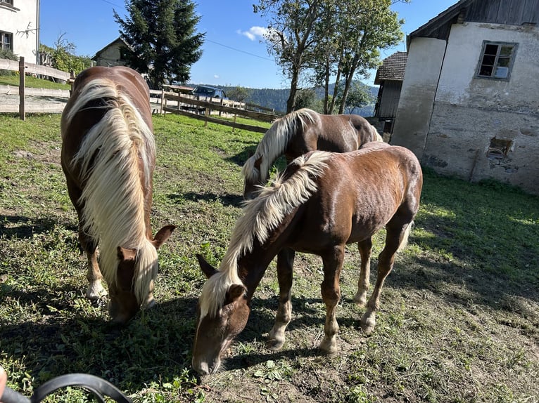 Noriker Stallion Foal (02/2025) Chestnut in Witsch