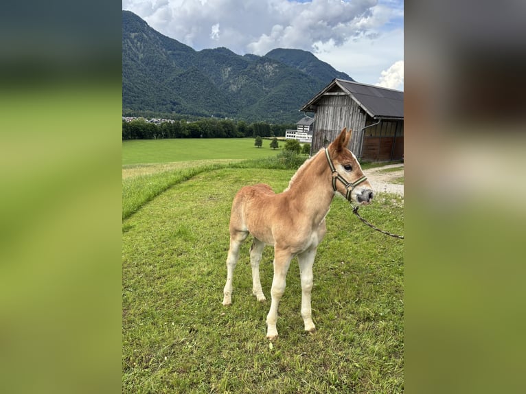 Noriker Stallion Foal (01/2026) Chestnut-Red in AhornBad Ischl