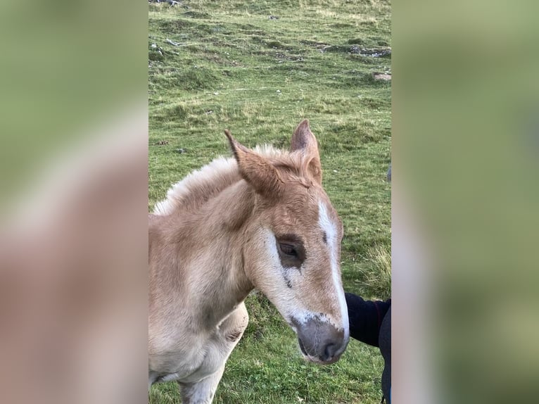 Noriker Stallion Foal (01/2026) Chestnut-Red in AhornBad Ischl