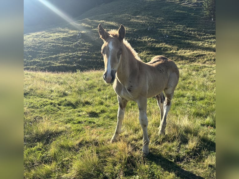 Noriker Stallion Foal (01/2026) Chestnut-Red in Bad Ischl