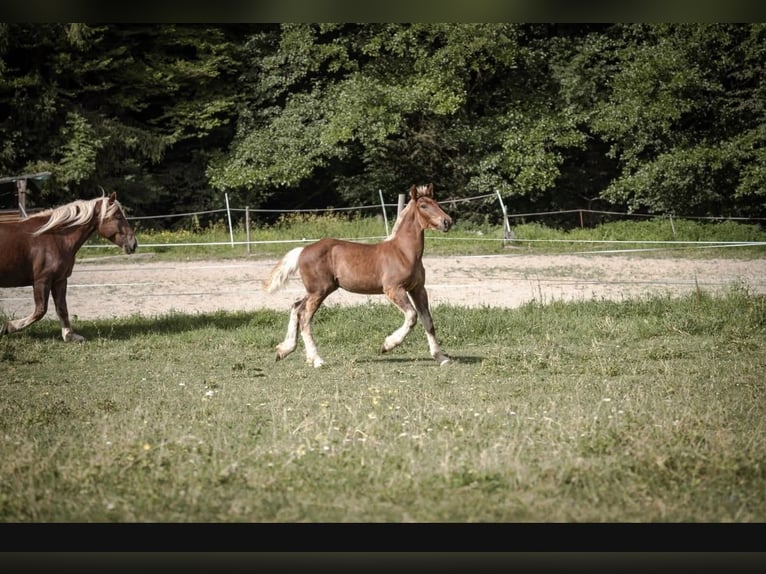 Noriker Stallion Foal (01/2026) Chestnut-Red in Wernberg