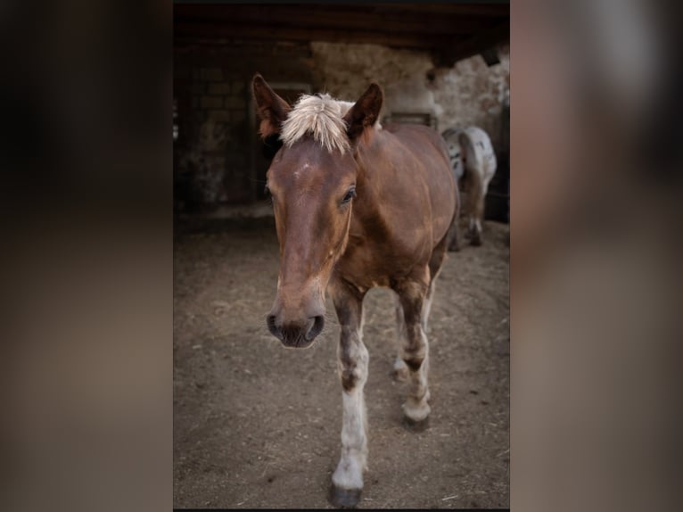 Noriker Stallion Foal (01/2026) Chestnut-Red in Wernberg