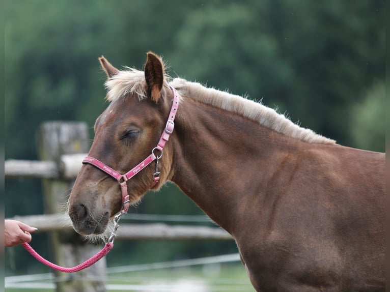 Noriker Stallion Foal (01/2026) Chestnut-Red in Wernberg