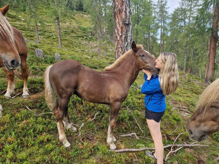 Noriker Stallion Foal (04/2025) Chestnut-Red in St.Johann im Pongau