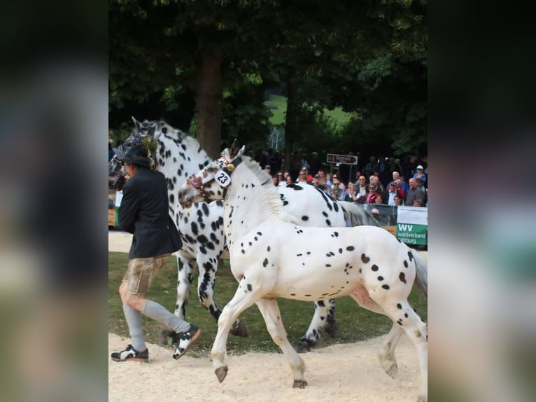 Noriker Stallion Foal (01/2025) in Obertilliach