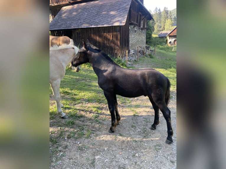 Noriker Stallion Foal (03/2026)  in Wegberg