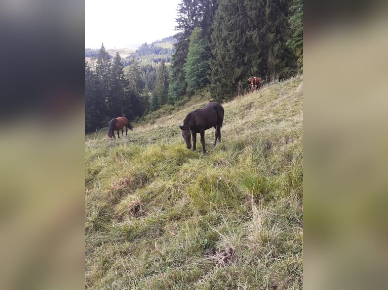Noriker Stallion Foal (01/2026)  in Oberwang
