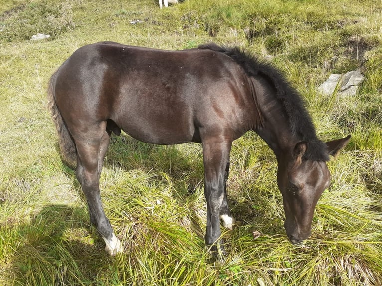 Noriker Stallion Foal (01/2026)  in Oberwang