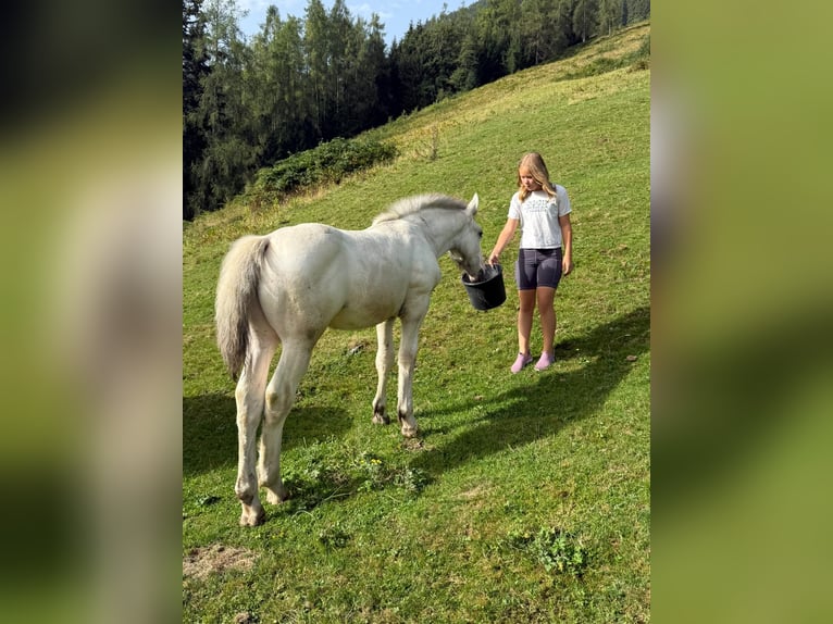 Noriker Stallion Foal (04/2026)  in Maishofen