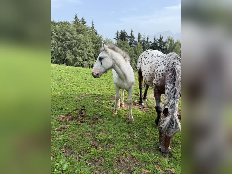 Noriker Stallion Foal (04/2026)  in Maishofen