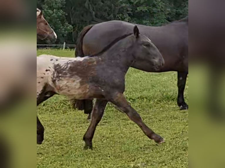 Noriker Stallion Foal (01/2026) Leopard-Piebald in Feyregg