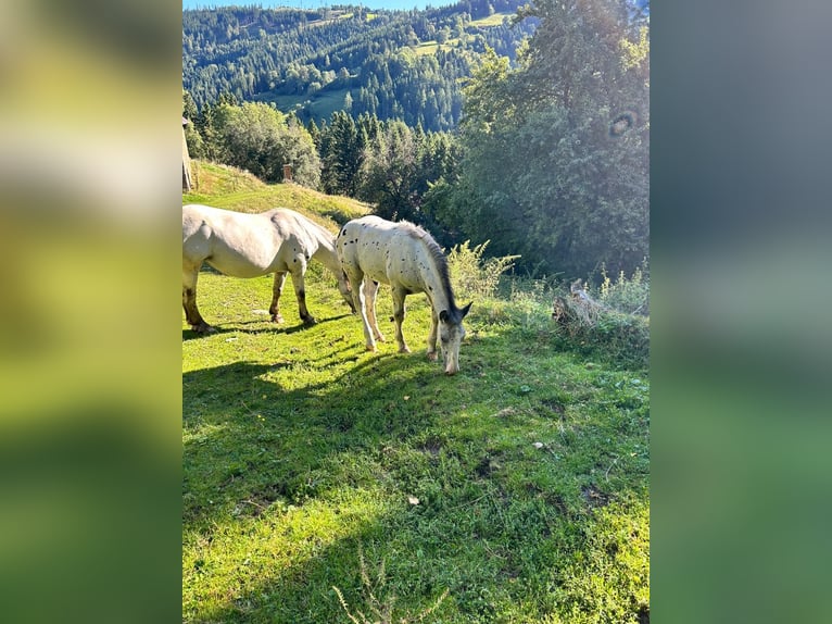 Noriker Stallion Foal (04/2025) Leopard-Piebald in Kappel