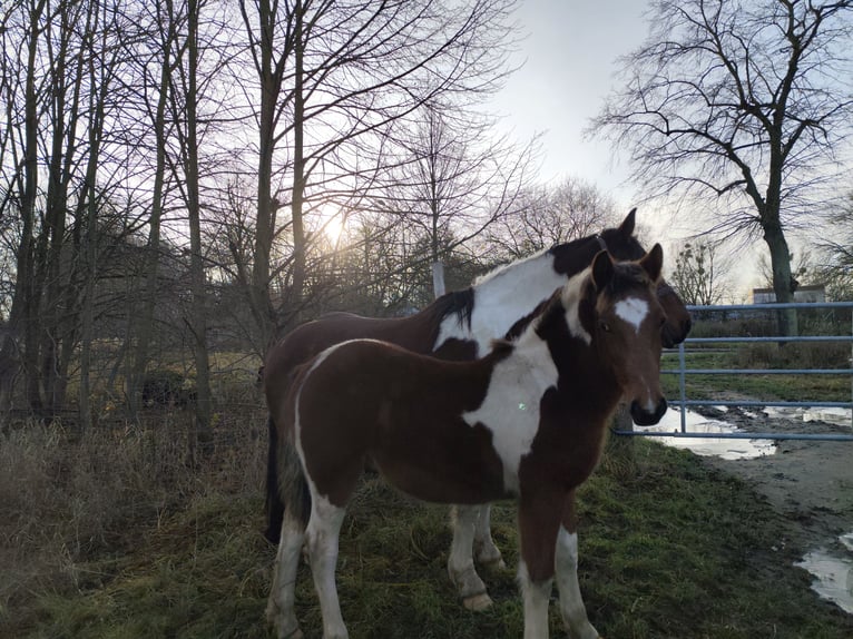 Noriker Mix Stallion Foal (06/2025) Pinto in Neustrelitz