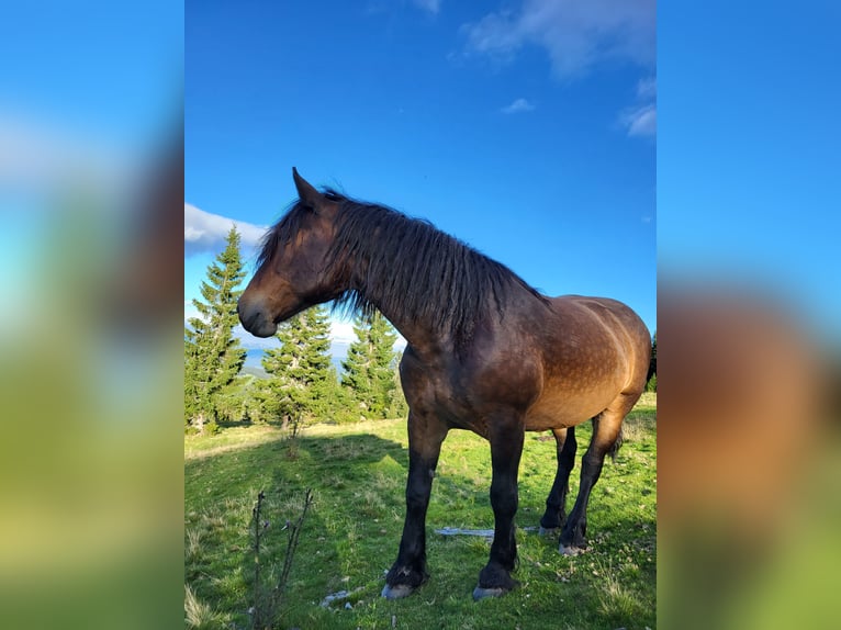 Noriker Sto 15 år 160 cm Brun in Reichenfels