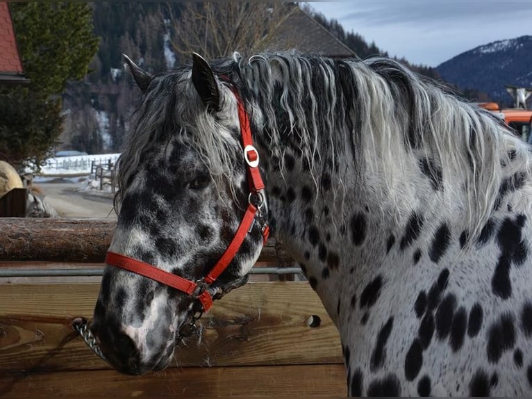 Noriker Sto 2 år 159 cm Leopard-Piebald in Skalice