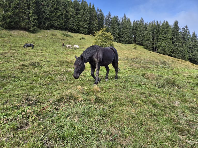 Noriker Sto 5 år 158 cm Svart in Götzis