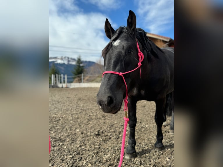 Noriker Sto 5 år 160 cm Svart in Peine