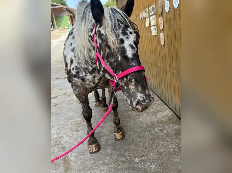 Noriker Sto 6 år 159 cm in Küssaberg