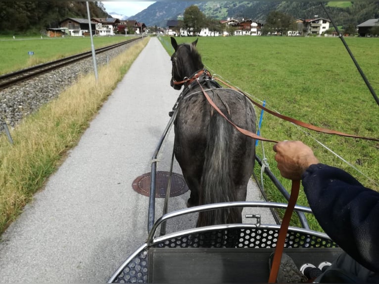 Noriker Sto 7 år in Küssaberg