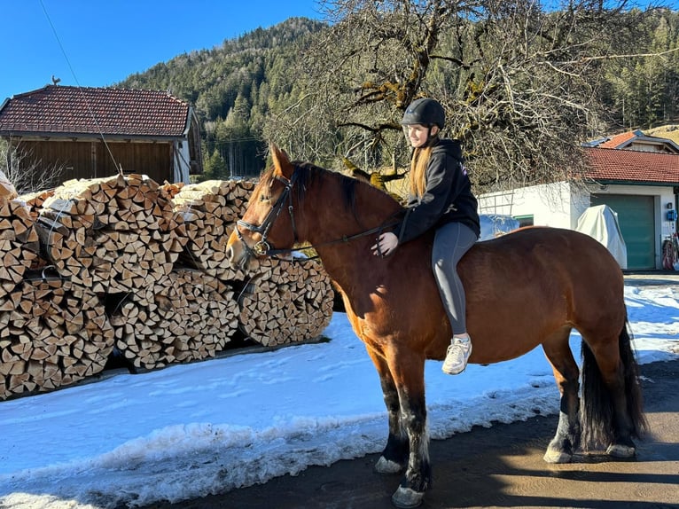 Noriker Sto 8 år 158 cm Brun in Paternion