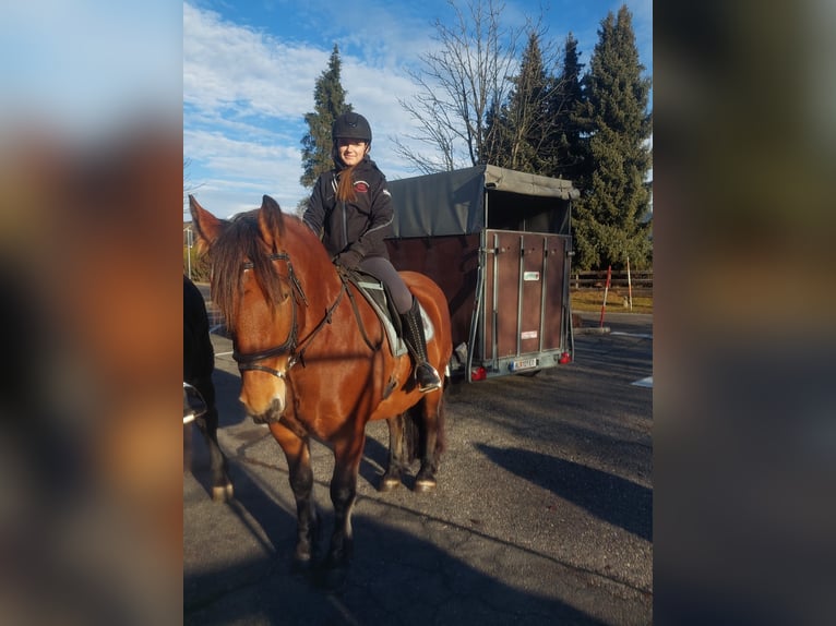 Noriker Sto 8 år 158 cm Brun in Paternion