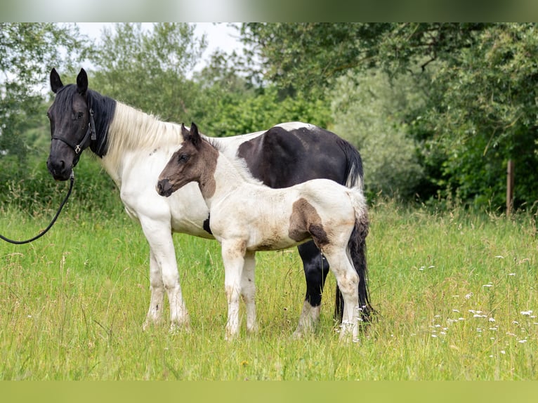 Noriker Sto 8 år 160 cm Pinto in Kraiburg am Inn