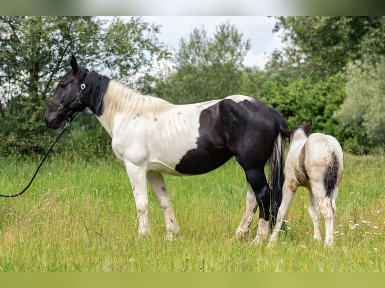 Noriker Sto 8 år 160 cm Pinto in Kraiburg am Inn