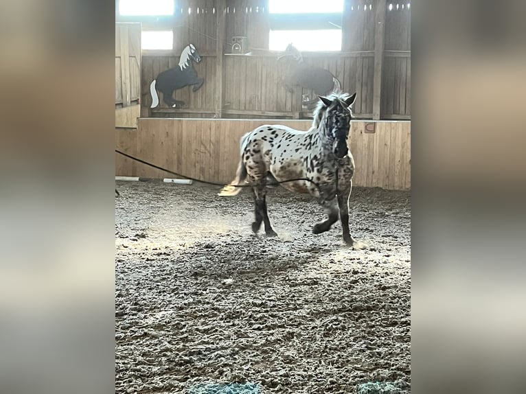 Noriker Sto 8 år Leopard-Piebald in Grübern