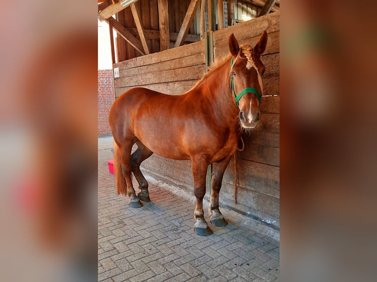 Noriker Stute 10 Jahre 158 cm Fuchs in Aurich Wiesens