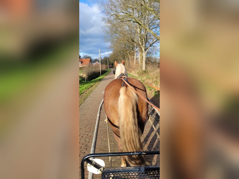Noriker Stute 10 Jahre 158 cm Fuchs in Aurich Wiesens